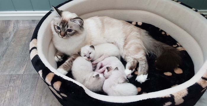  Lilly med sine 4 kattunger.1 gutt SBI n21,2 jenter SBI n21 og 1 jente SBI n